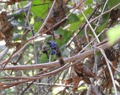 Pseudorus distendens