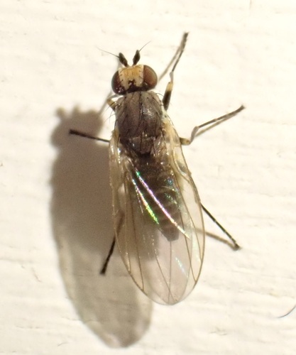 Cerodontha triplicata