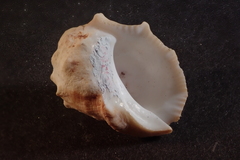 Acanthais triangularis