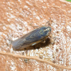 Graminella nigrifrons