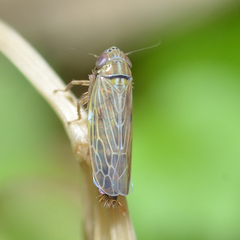 Graminella nigrifrons