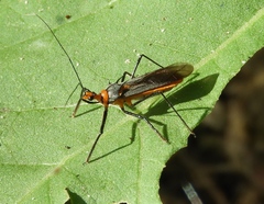 Repipta fuscipes
