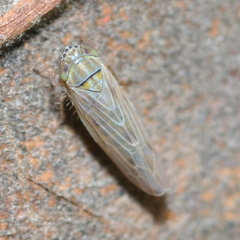 Graminella nigrifrons