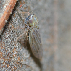 Graminella nigrifrons