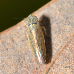 Graminella nigrifrons