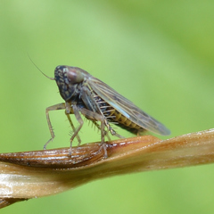 Graminella nigrifrons