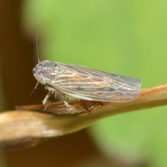 Graminella nigrifrons