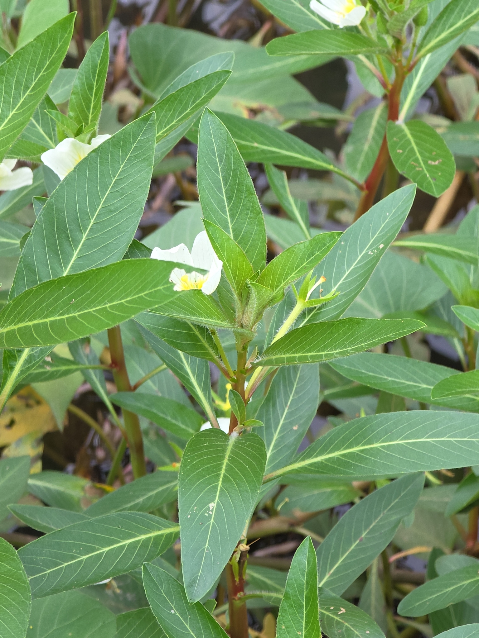 Ludwigia adscendens (Ludwigia adscendens)