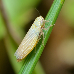 Graminella nigrifrons