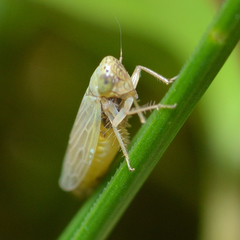 Graminella nigrifrons