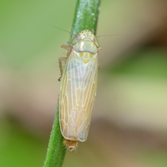 Graminella nigrifrons