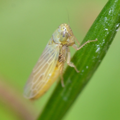 Graminella nigrifrons