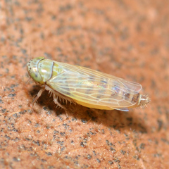 Graminella nigrifrons