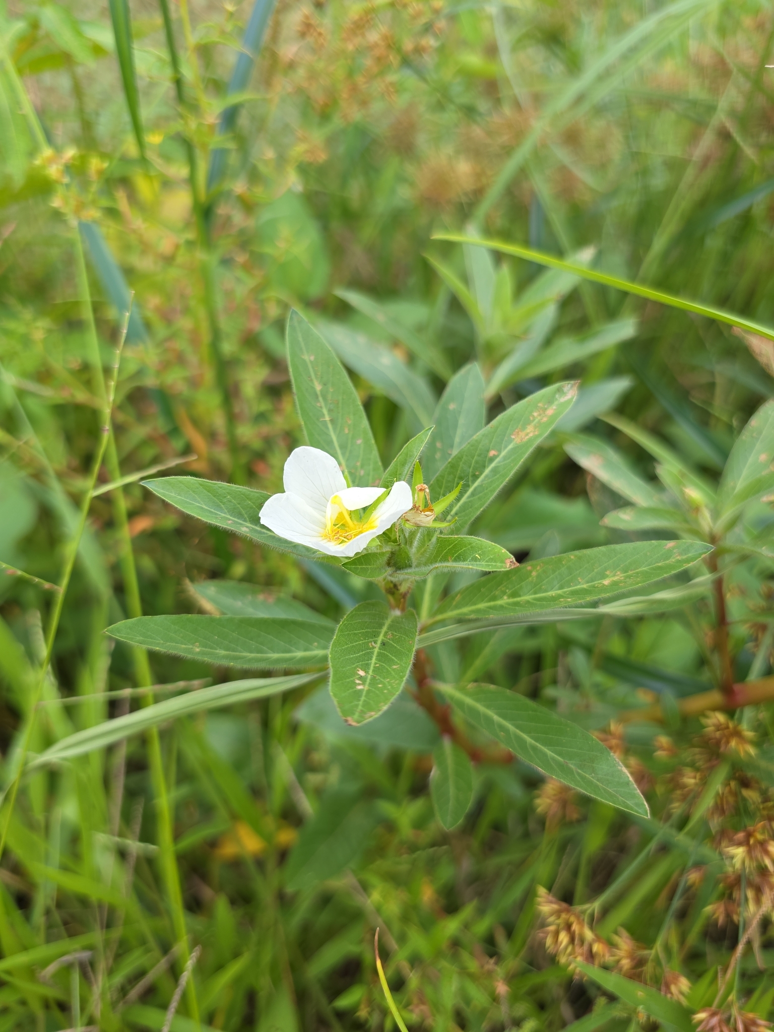 Ludwigia adscendens — ảnh 2