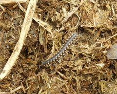 Chondromorpha xanthotricha