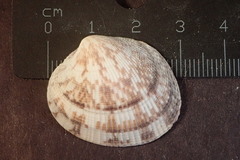 Leukoma grata