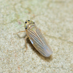 Graminella villica