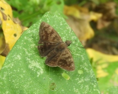 Pellicia dimidiata dimidiata