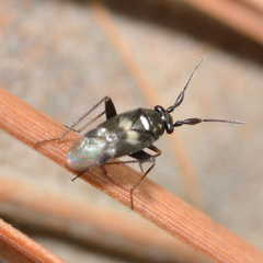 Spanagonicus albofasciatus