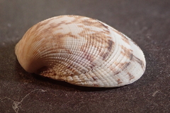 Leukoma grata