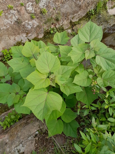 Catalpa ovata, photographed by an iNaturalist contributor