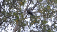 Eudynamys orientalis cyanocephalus