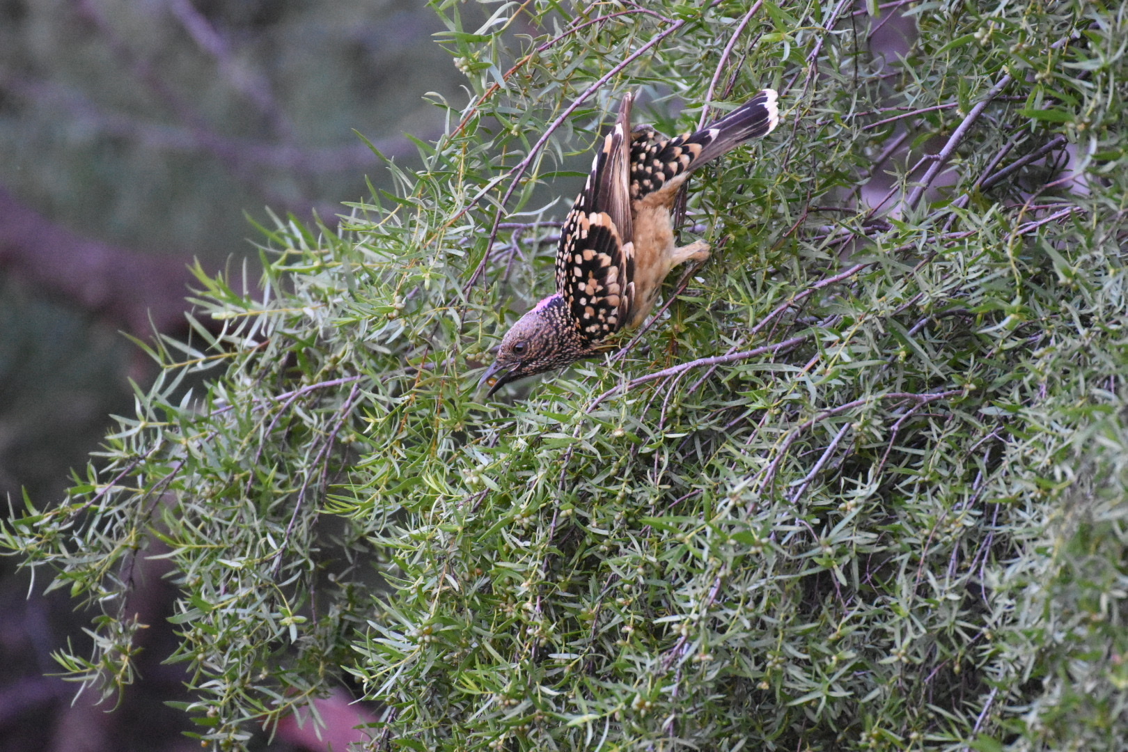 Western Bowerbird (Chlamydera guttata), photo 6