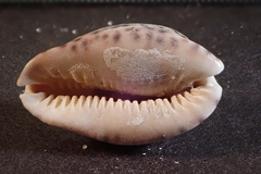 Pseudozonaria arabicula