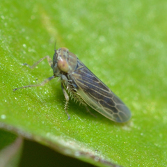 Graminella nigrifrons