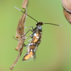 Porphyrosela minuta