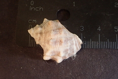 Stramonita biserialis