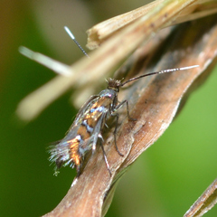 Porphyrosela minuta