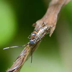 Porphyrosela minuta