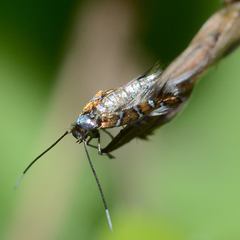 Porphyrosela minuta