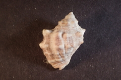 Stramonita biserialis