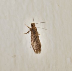 Reisserita relicinella