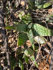 author not stated, no rights reserved Aloe grandidentata, photograph author not stated, no rights reserved