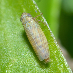 Graminella nigrifrons