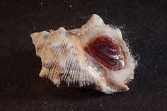 Stramonita biserialis