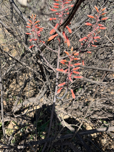 Aloe grandidentata, photograph 3