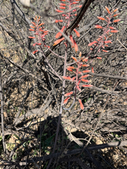author not stated, no rights reserved Aloe grandidentata, photograph author not stated, no rights reserved