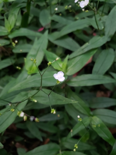 Dotted bridalveil (Gibasis pellucida)