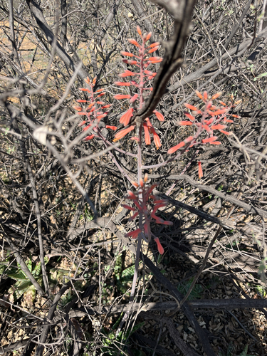 Aloe grandidentata, photograph 2