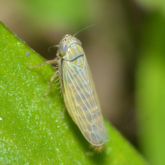 Graminella nigrifrons