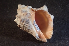 Stramonita biserialis