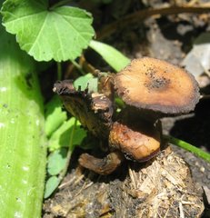 Psilocybe coprophila image