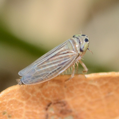 Graminella villica