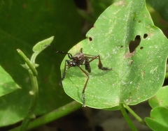 Pseudorus distendens