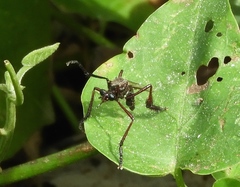 Pseudorus distendens