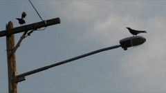 Strepera graculina graculina